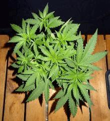 Culture Organique# Skunk#1 n°2 C