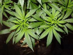 Culture Organique# Skunk#1 n°2 I.jpg