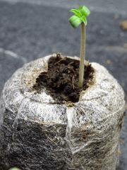 Culture organique Blue Dream   copie
