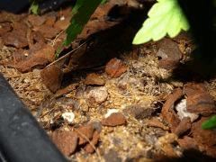 Culture Organique# Mycelium .jpg