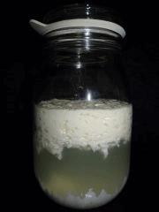 Culture Organique# Sérum de lactobacille X.jpg