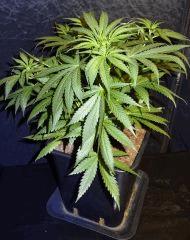 Culture Organique# Skunk#1 n°1 C.jpg