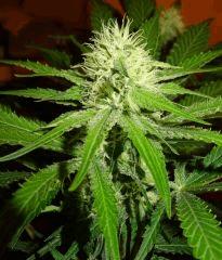 Culture Organique# Skunk#1 n°1 403