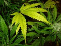 Culture Organique# Skunk#1 n°2 450