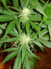 Culture Organique# Skunk#1 n°1 422