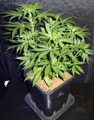 Culture Organique# Skunk#1 n°2 F.jpg
