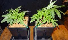 Culture Organique# Skunk#1 n°1 & n°2 B