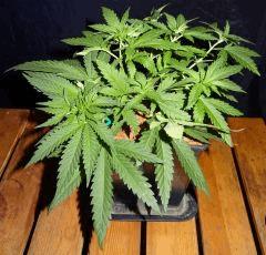Culture Organique# Skunk#1 n°1 C