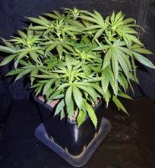 Culture Organique# Skunk#1 n°1 B.jpg