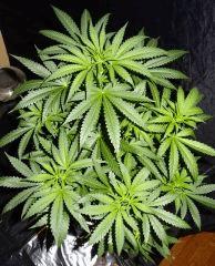 Culture Organique# Skunk#1 n°2 G.jpg