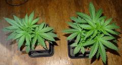 Culture Organique# Skunk#1 n°1 & n°2