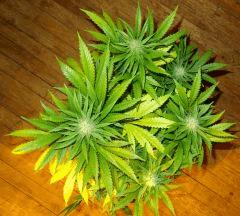 Culture Organique# Skunk#1 n°2 427