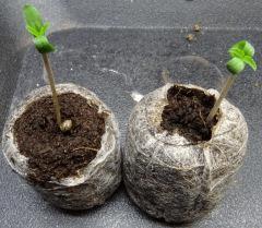 Culture organique Tangilope & Blue Dream