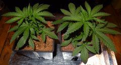 Culture Organique# Skunk#1 n°1 & n°2