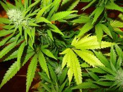 Culture Organique# Skunk#1 n°2 447