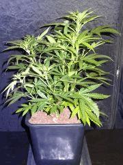 Culture Organique# Skunk#1 n°2 B.jpg