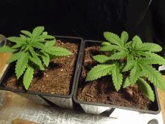 Culture Organique# Skunk#1 n°1&2