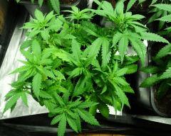 Culture Organique# Skunk#1 n°2 A.jpg