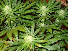Culture Organique# Skunk#1 n°1 398