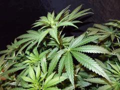 Culture Organique# Skunk#1 n°2 A.jpg