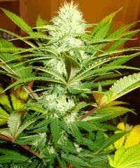 Culture Organique# Skunk#1 n°2 429