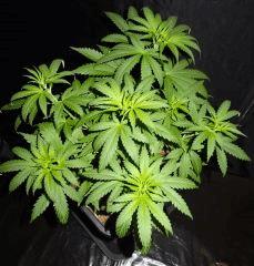 Culture Organique# Skunk#1 n°1 E.jpg