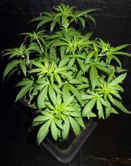 Culture Organique# Skunk#1 n°2 B.jpg