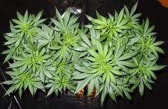 Culture Organique# Skunk#1 n°1 & n°2.jpg