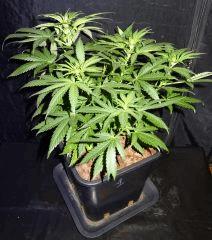 Culture Organique# Skunk#1 n°1 A.jpg