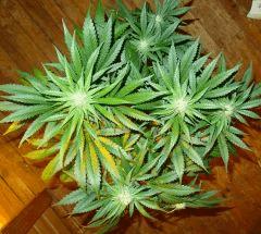 Culture Organique# Skunk#1 n°1 393