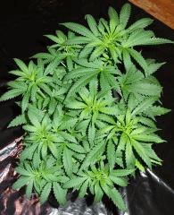 Culture Organique# Skunk#1 n°2 A.jpg