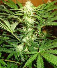 Culture Organique# Skunk#1 n°1 404