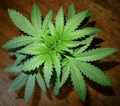 Culture Organique# .Skunk#1 n°2