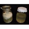 Culture Organique# Sérum Lactobacilles 1