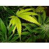 Culture Organique# Skunk#1 n°2 450