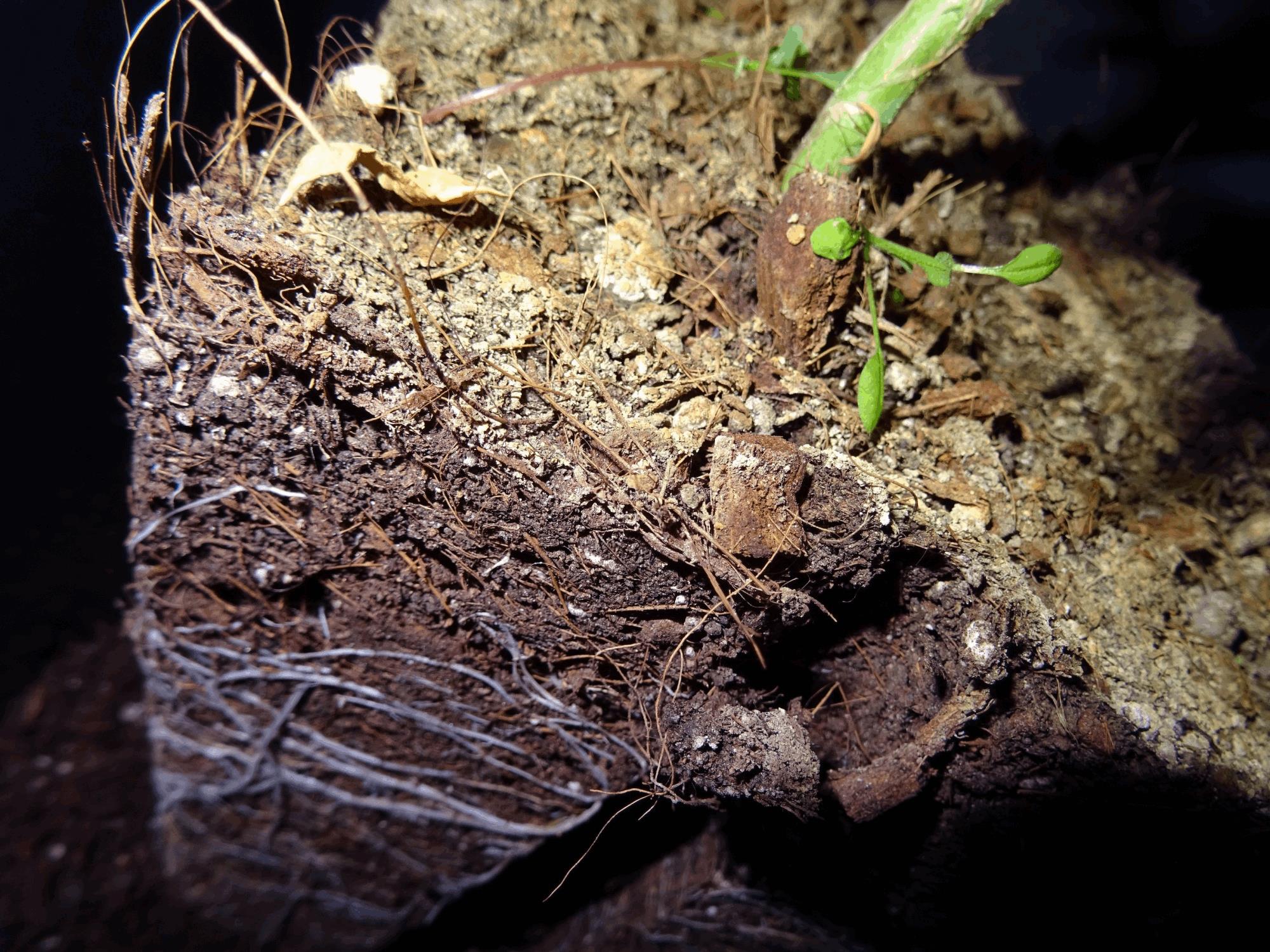 Soil Mix