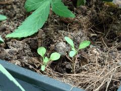 Culture Organique# Soil Mix 2