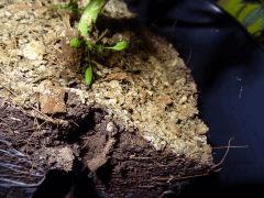 Culture Organique# Soil Mix 7
