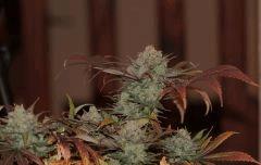 nlhaze2
