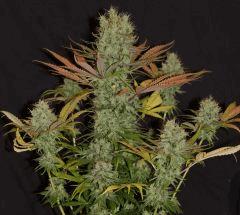 delahaze flo + 69