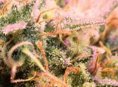 Macro