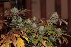 nl#5 haze