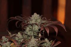 Nl#5 x Haze