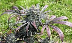 Nl#5 x Haze