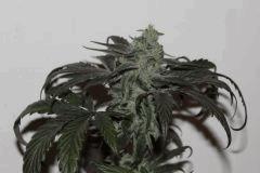 Peyote Purple FLO 54