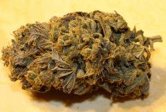 nl#5haze a 1,5 mois de curing