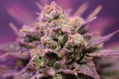 nl#5 x haze