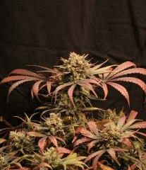 Nl5 haze