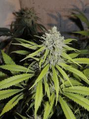 Moonshine haze (Rare Dankness) phéno n°2