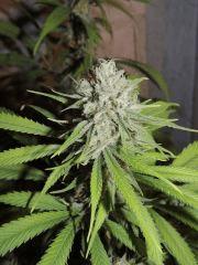 Moonshine haze (Rare Dankness) phéno n°2